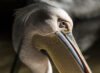 Pelican