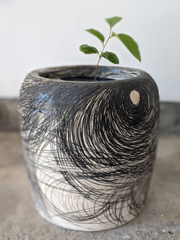 Persimmon seedling