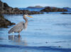 Great blue heron on rocky coast
