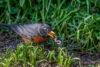 Robin with earthworm