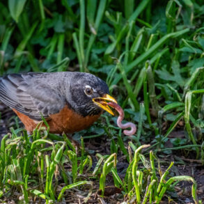 Robin with earthworm