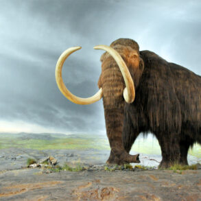 Woolly mammoth at Royal BC Museum