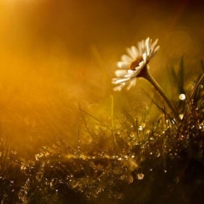 Flower and grass in morning light