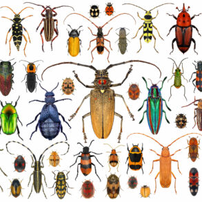 Beetle species
