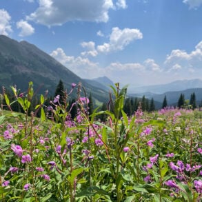 Fireweed in the Colorado Rockies