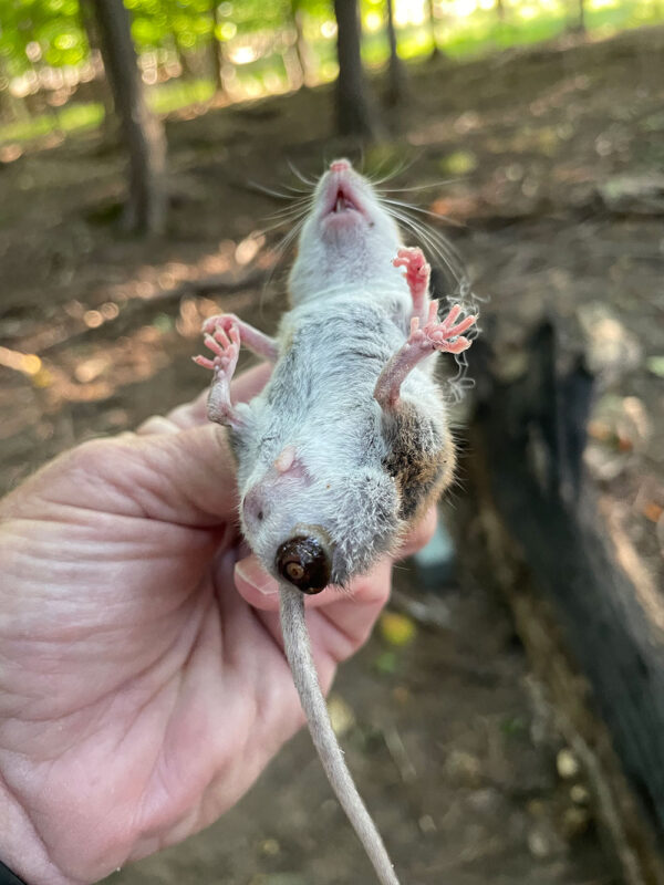 White-footed mouse with botfly