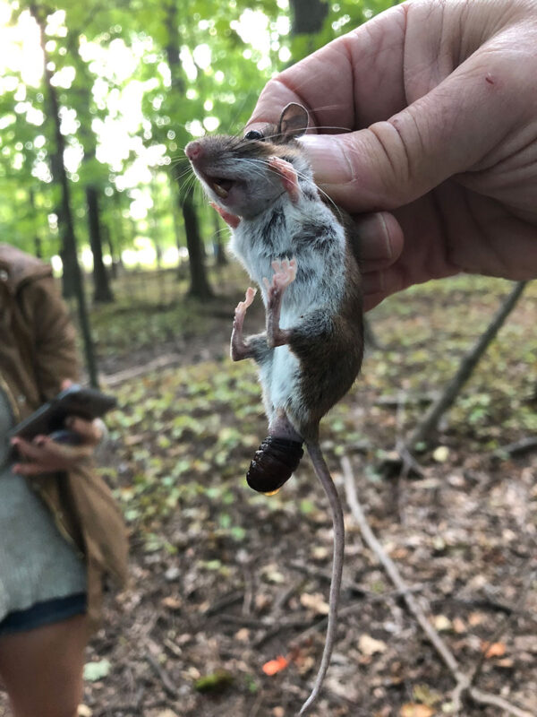 Botfly emerging from white-footed mouse