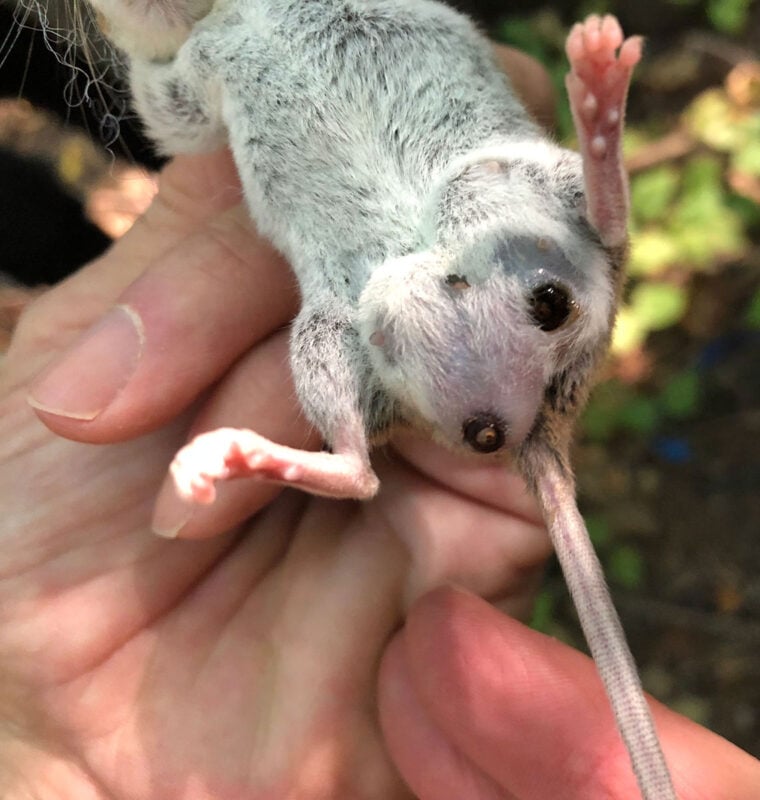 Mouse with two botfly larvae.