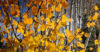 Autumn aspen leaves