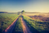 Road on farm
