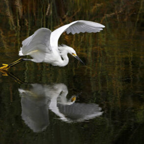 Snowy egret reflected in flight