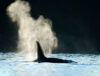 Silhouette of orca exhaling at water's surface