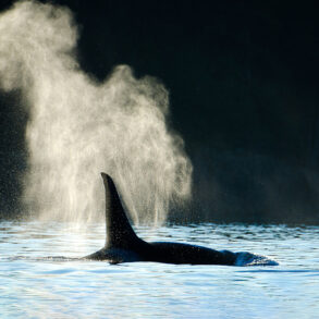 Silhouette of orca exhaling at water's surface