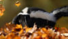 Skunk among fallen autumn leaves