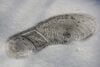 Nike footprint in snow