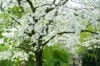 White-flowering dogwood tree