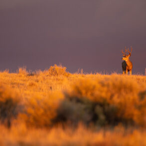 Buck in evening light