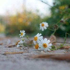 Flower growing into alley from urban garden