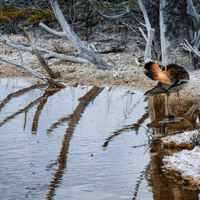 Grooming killdeer on edge of water