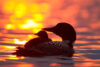 Silhouette of loon with chick at sunset