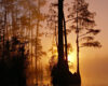 Okefenokee Swamp