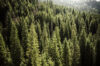 Dense evergreen forest