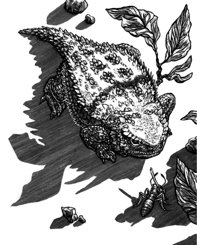 Pygmy Short-Horned Lizard