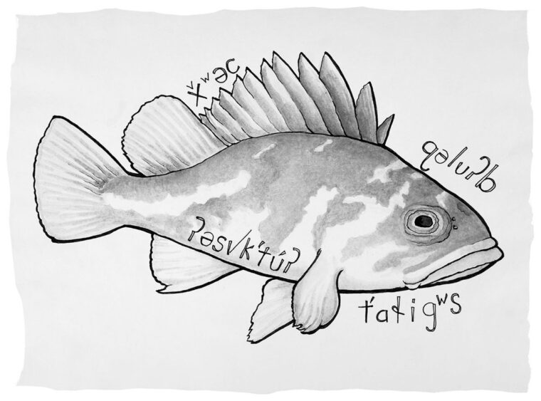 Tomcod