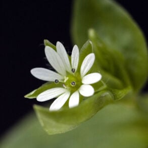 Chickweed