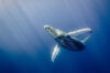 Humpback whale under water