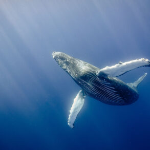 Humpback whale under water