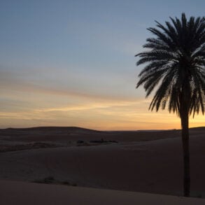 Date palm at sunset in Morocco