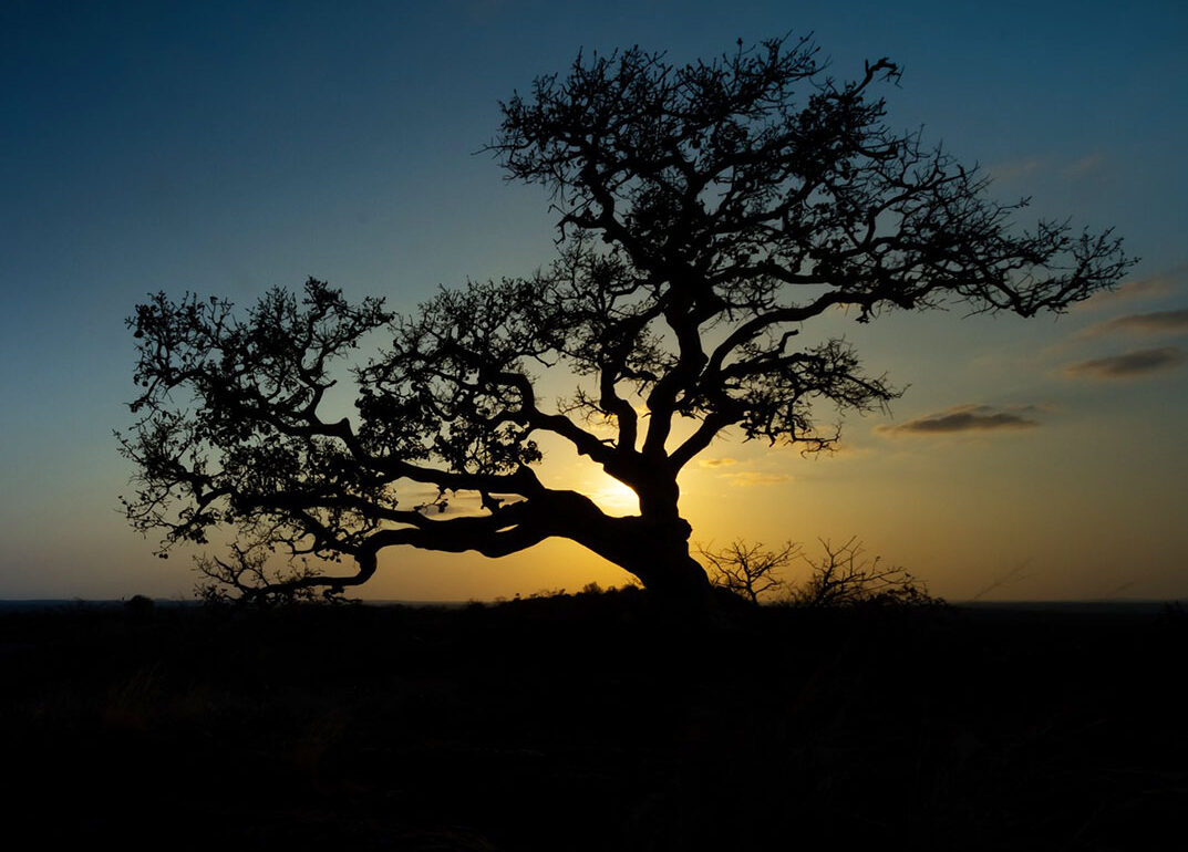 Wild fig tree