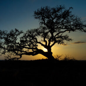 Wild fig tree