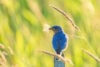 Bluebird with insect in beak