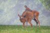 Doe and fawn on grass