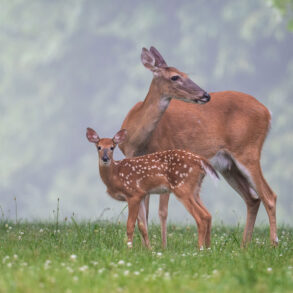 Doe and fawn on grass