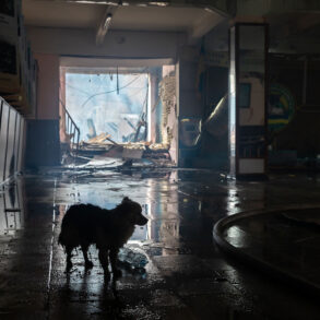 Silhouette of dog in destroyed Ukrainian building