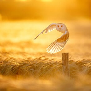 Barn owl in flight with golden light
