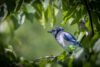 Blue jay