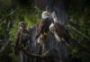 Bald eagles