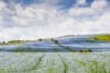 Blue flax fields