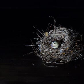 Bird nest on black background