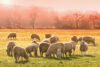 Sheep, misty morning