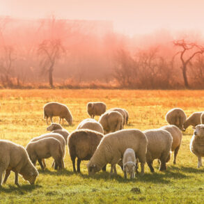 Sheep, misty morning