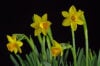 Daffodils