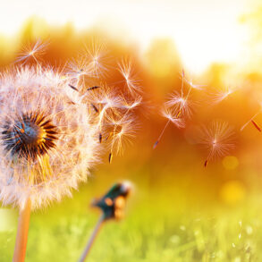 Dandelion seed head blowing in wind