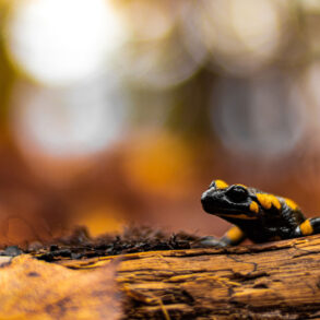 Fire salamander