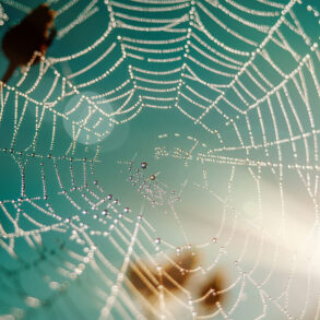 Spider web with sunlight