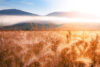 Wheat, mountains, cloudbank
